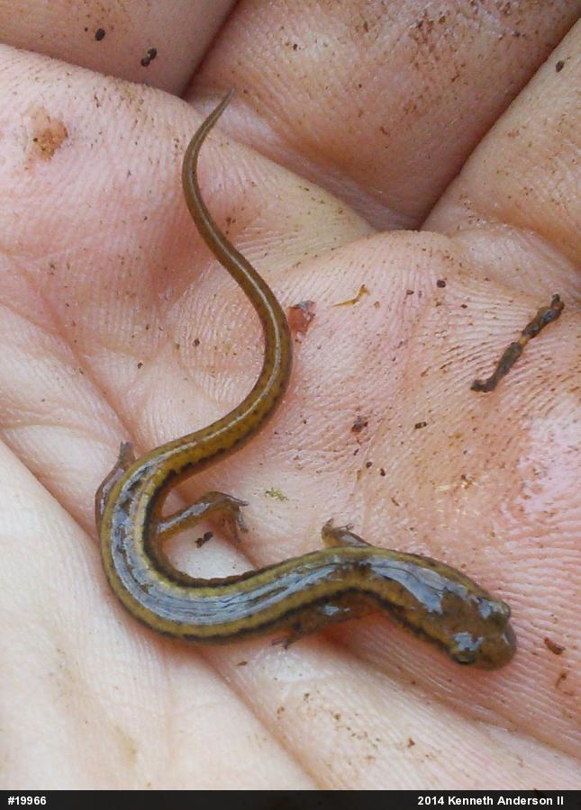 Northern Two-lined Salamander