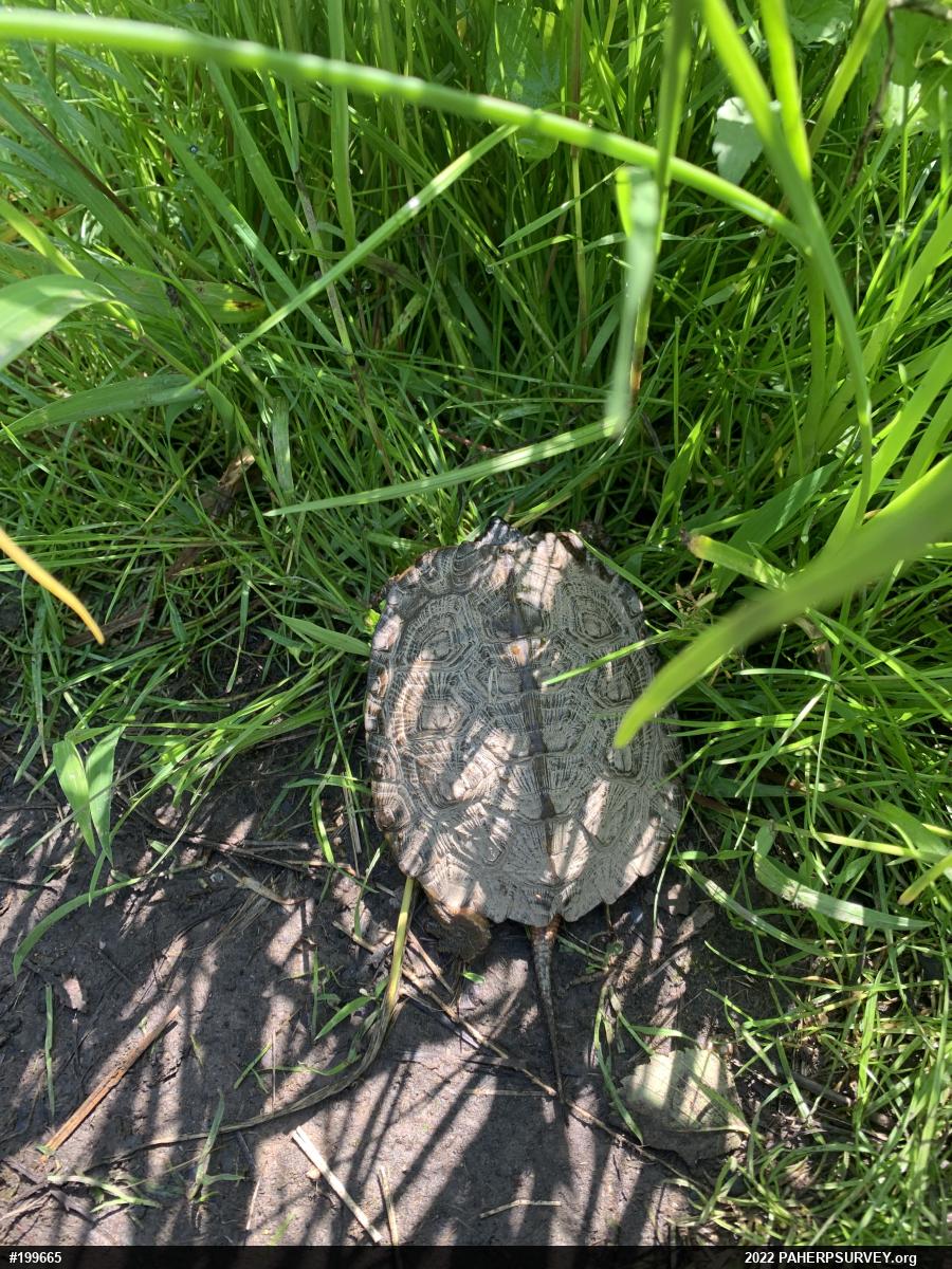 Wood Turtle