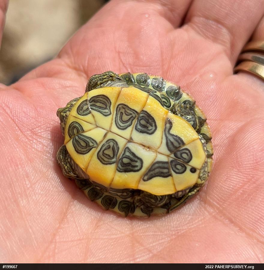 Red-eared Slider