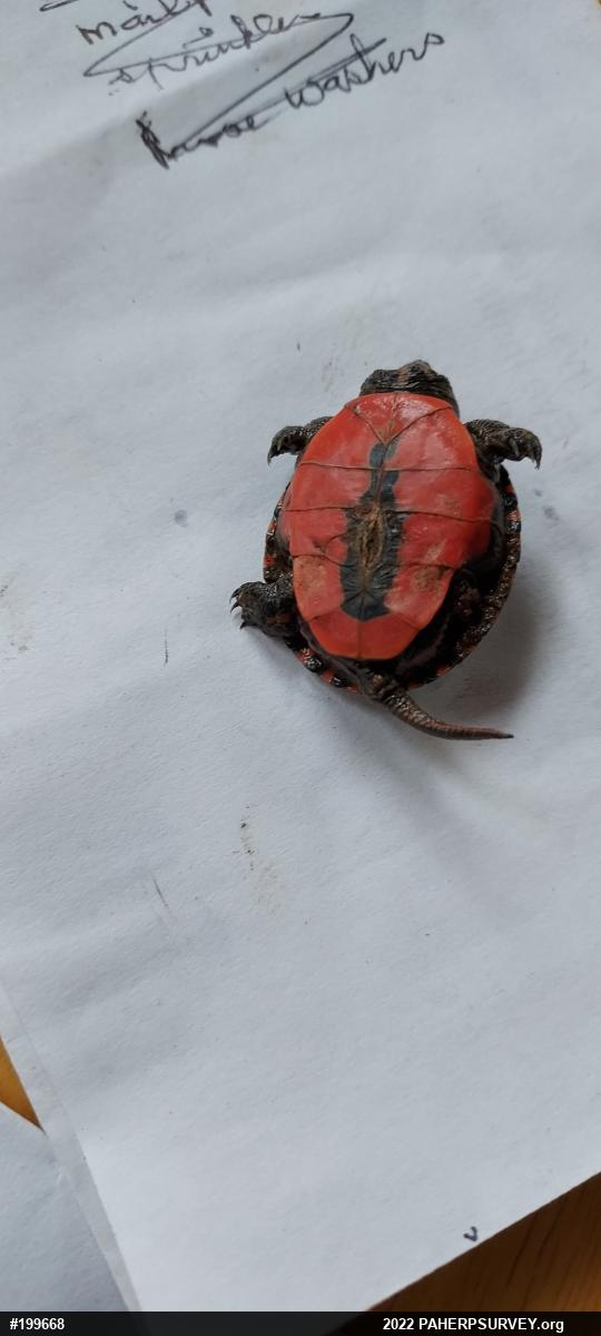 Painted Turtle