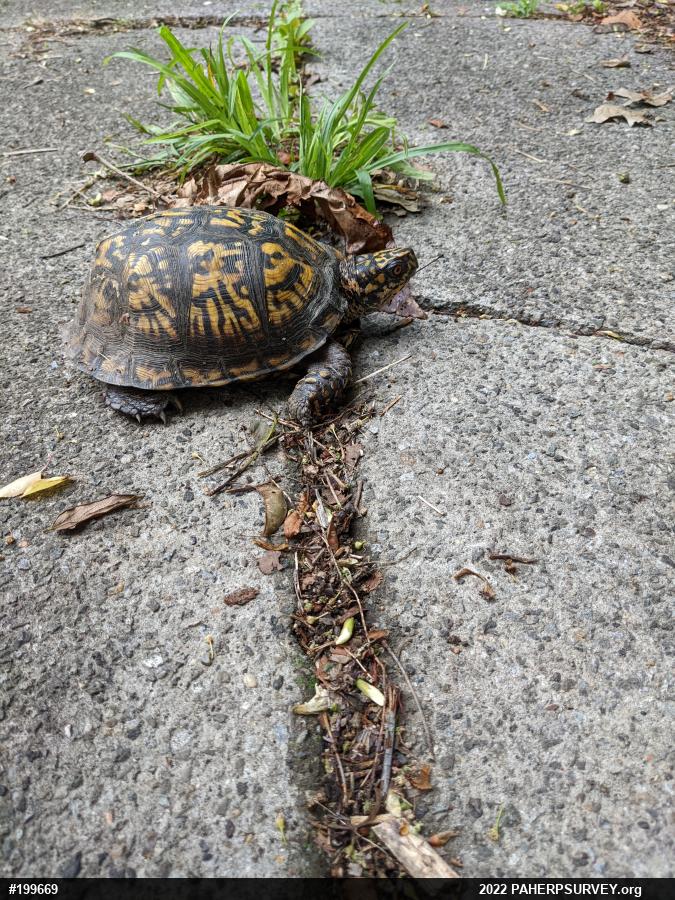 Eastern Box Turtle