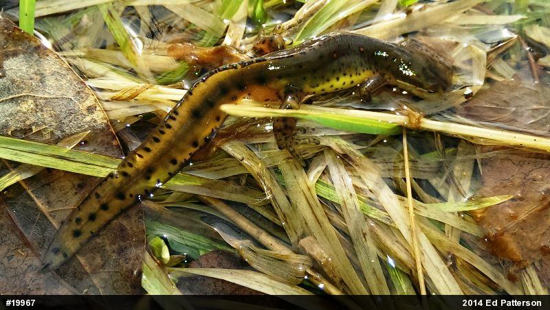 Red-spotted Newt