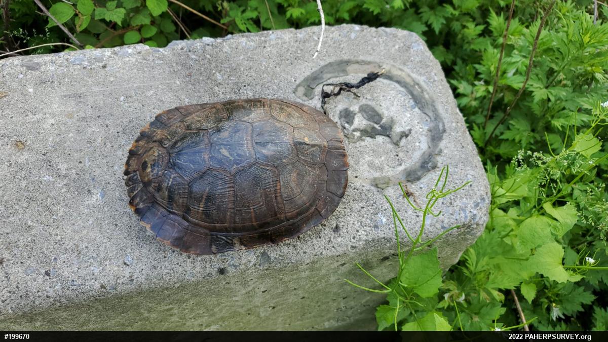 Pond Slider