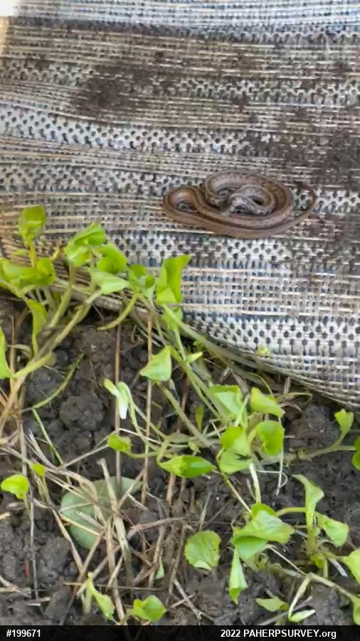 Dekay's Brownsnake