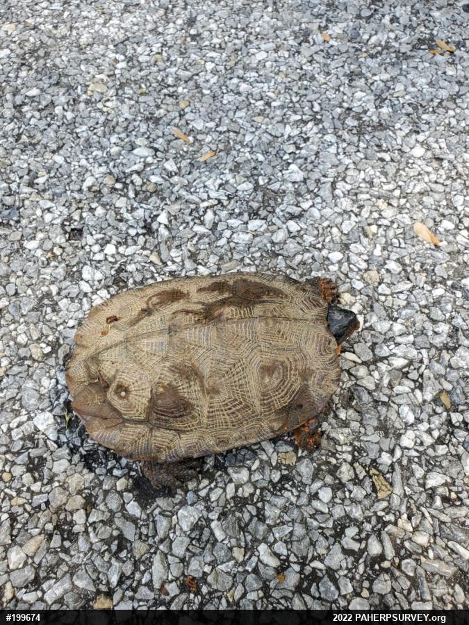 Wood Turtle