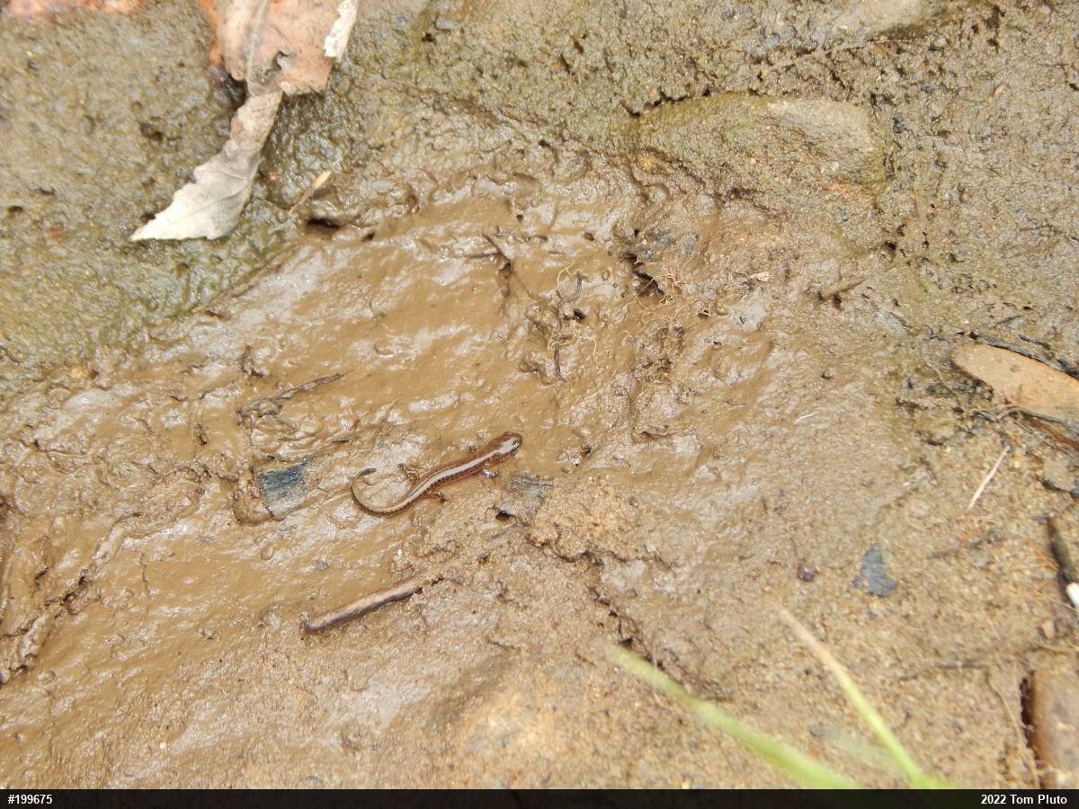 Eastern Long-tailed Salamander