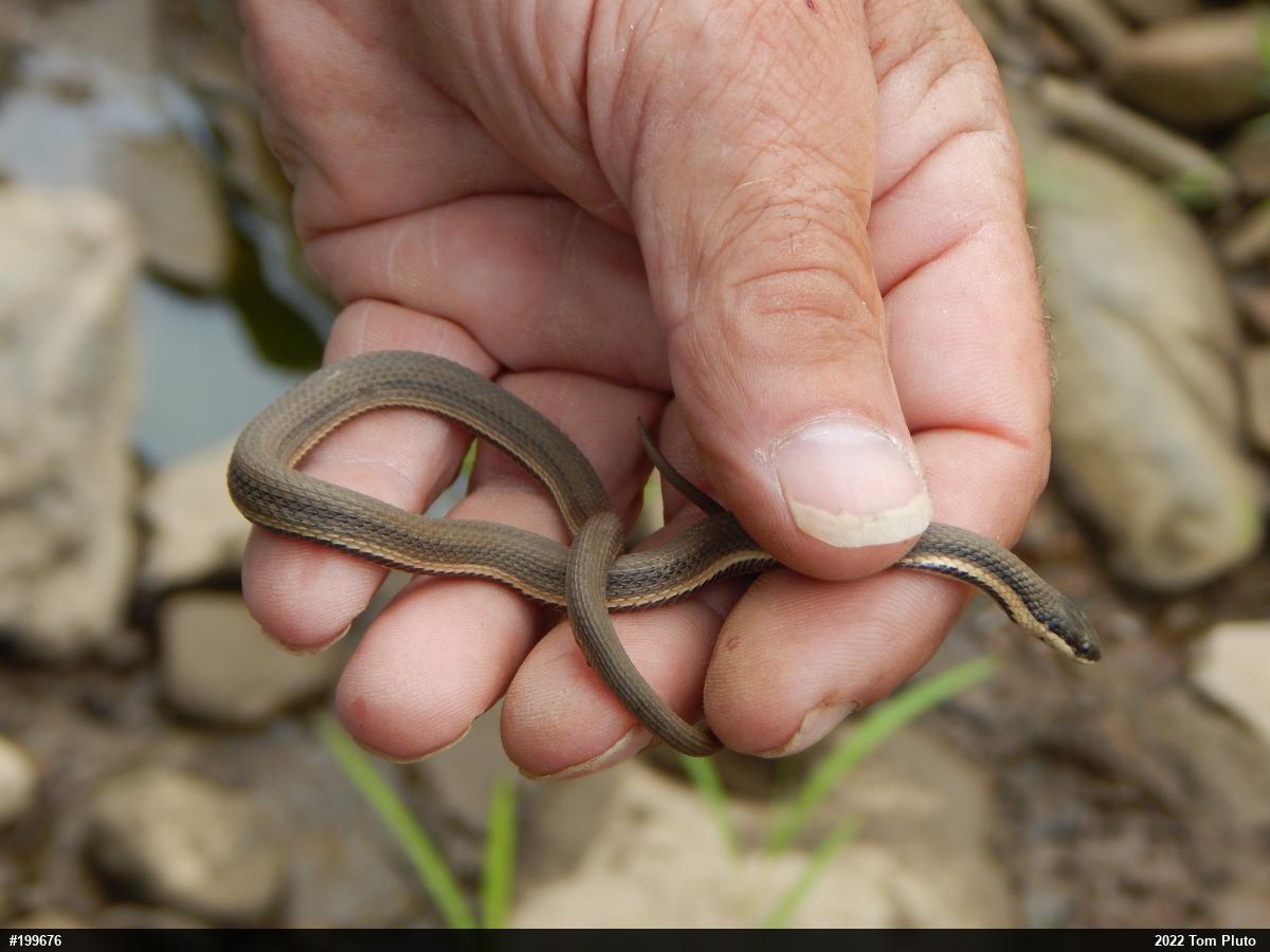 Queensnake
