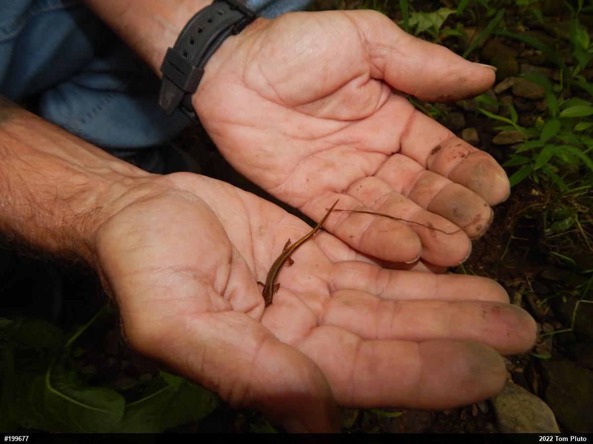 Northern Two-lined Salamander