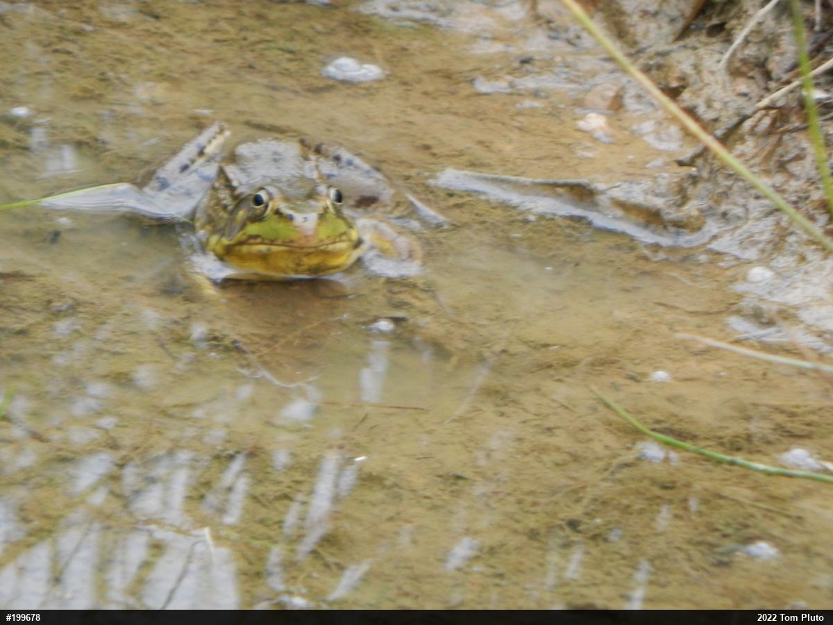 Green Frog