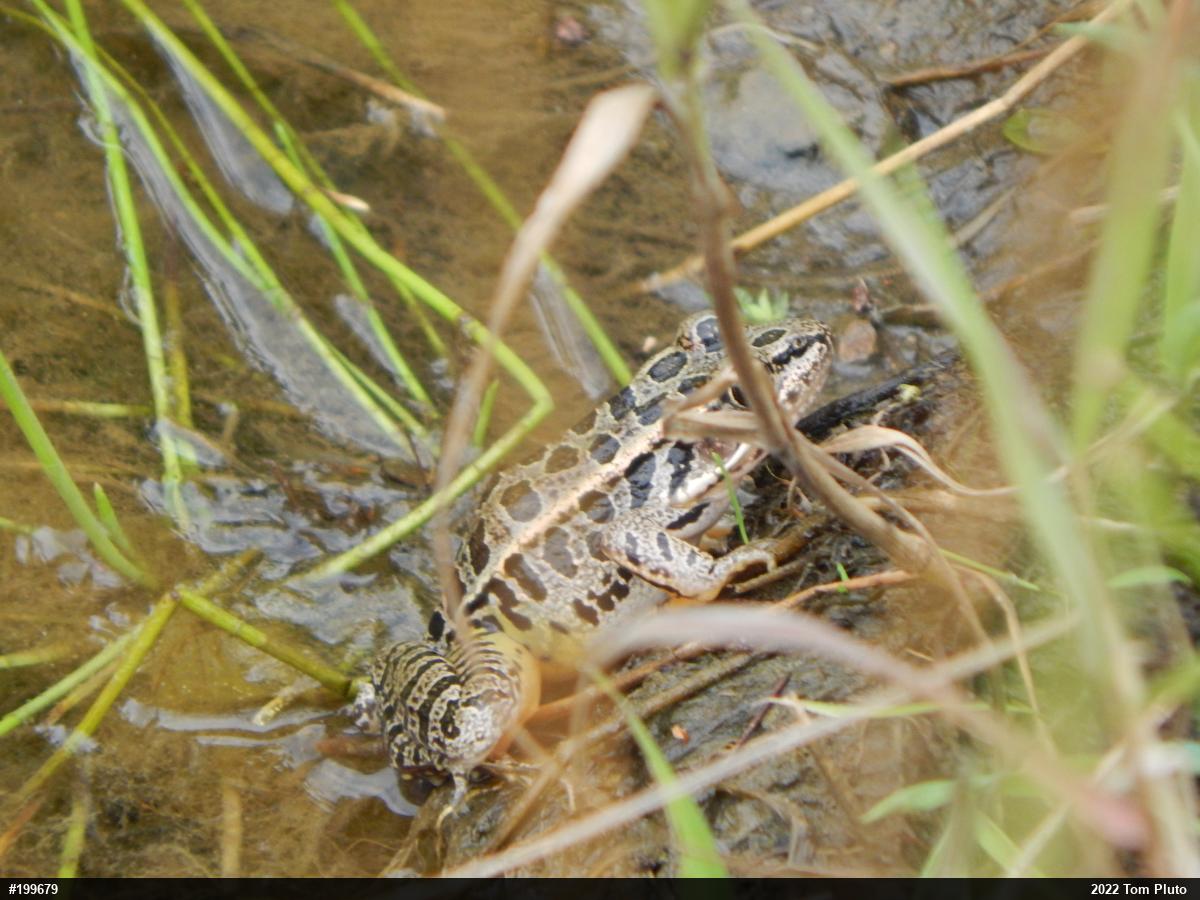 Pickerel Frog