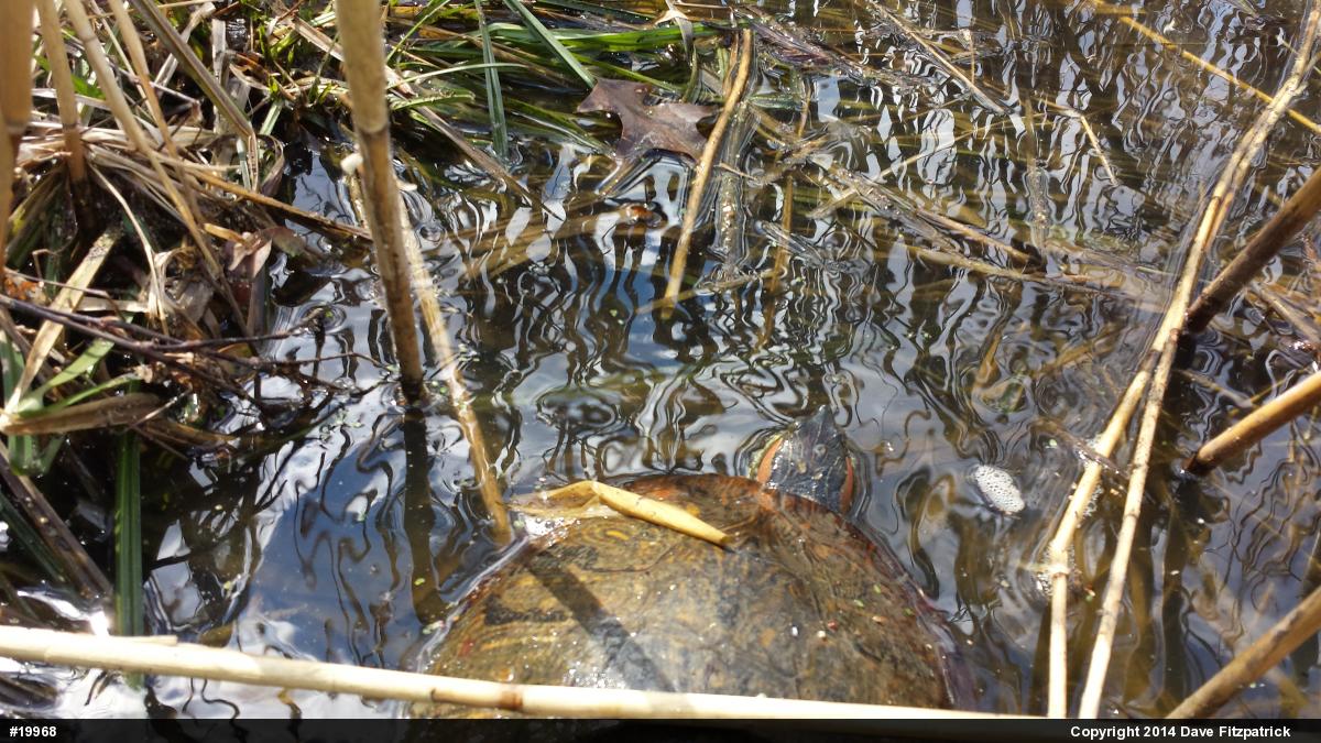 Red-eared Slider