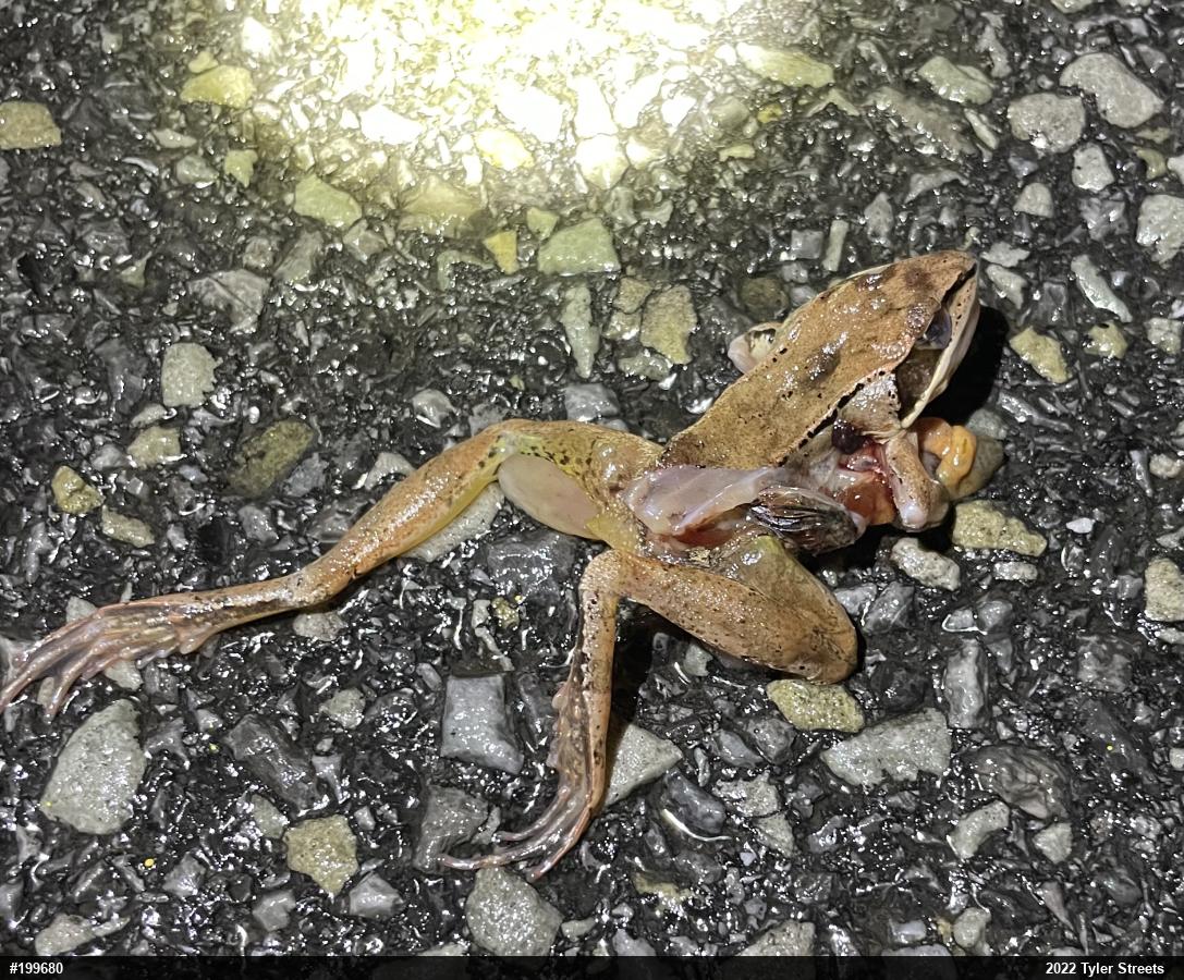 Wood Frog