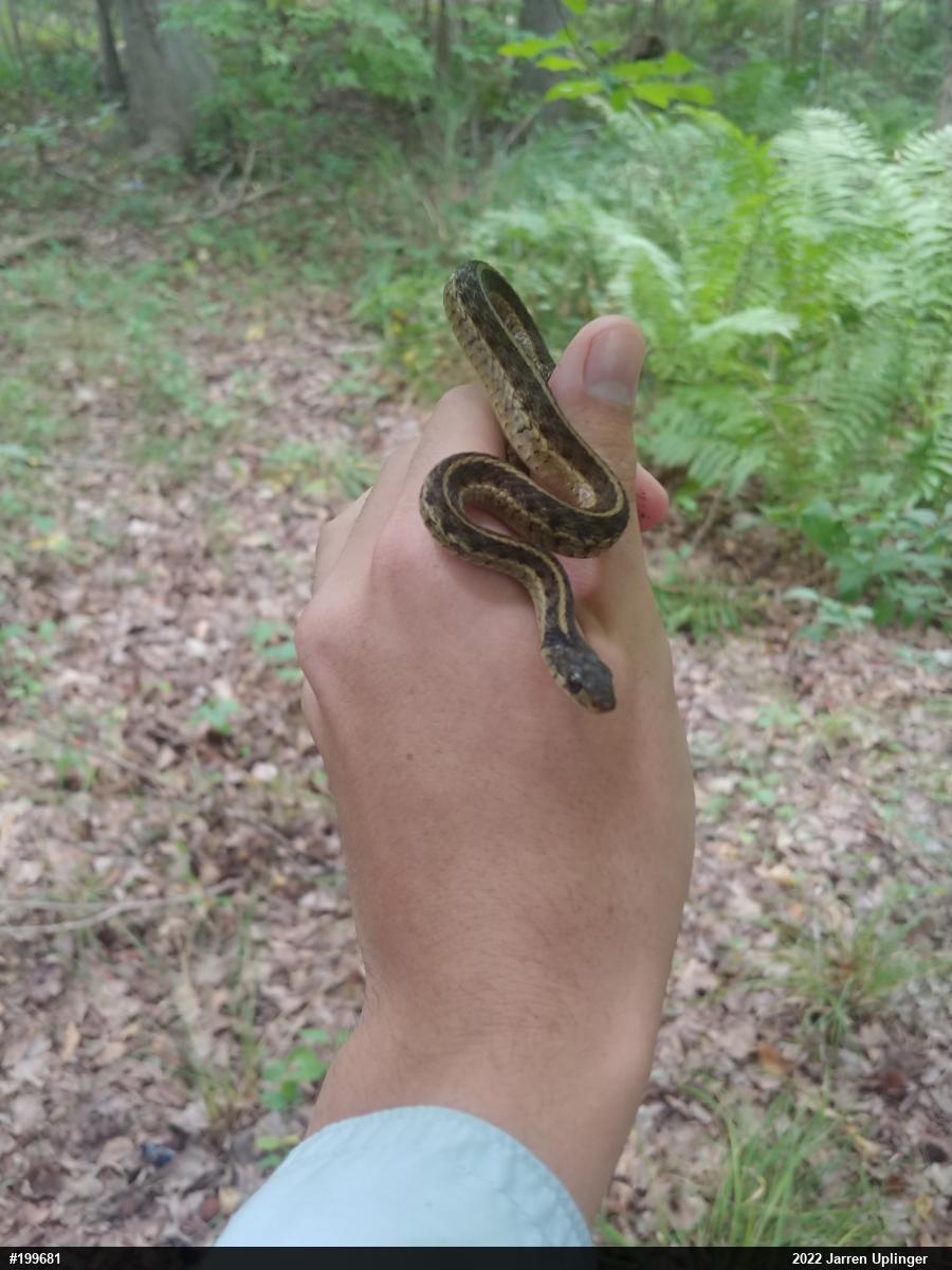 Eastern Gartersnake