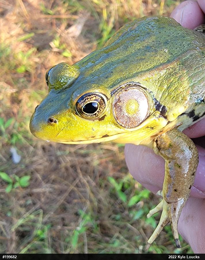 Green Frog