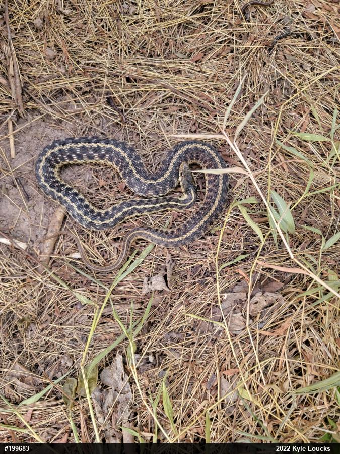 Eastern Gartersnake