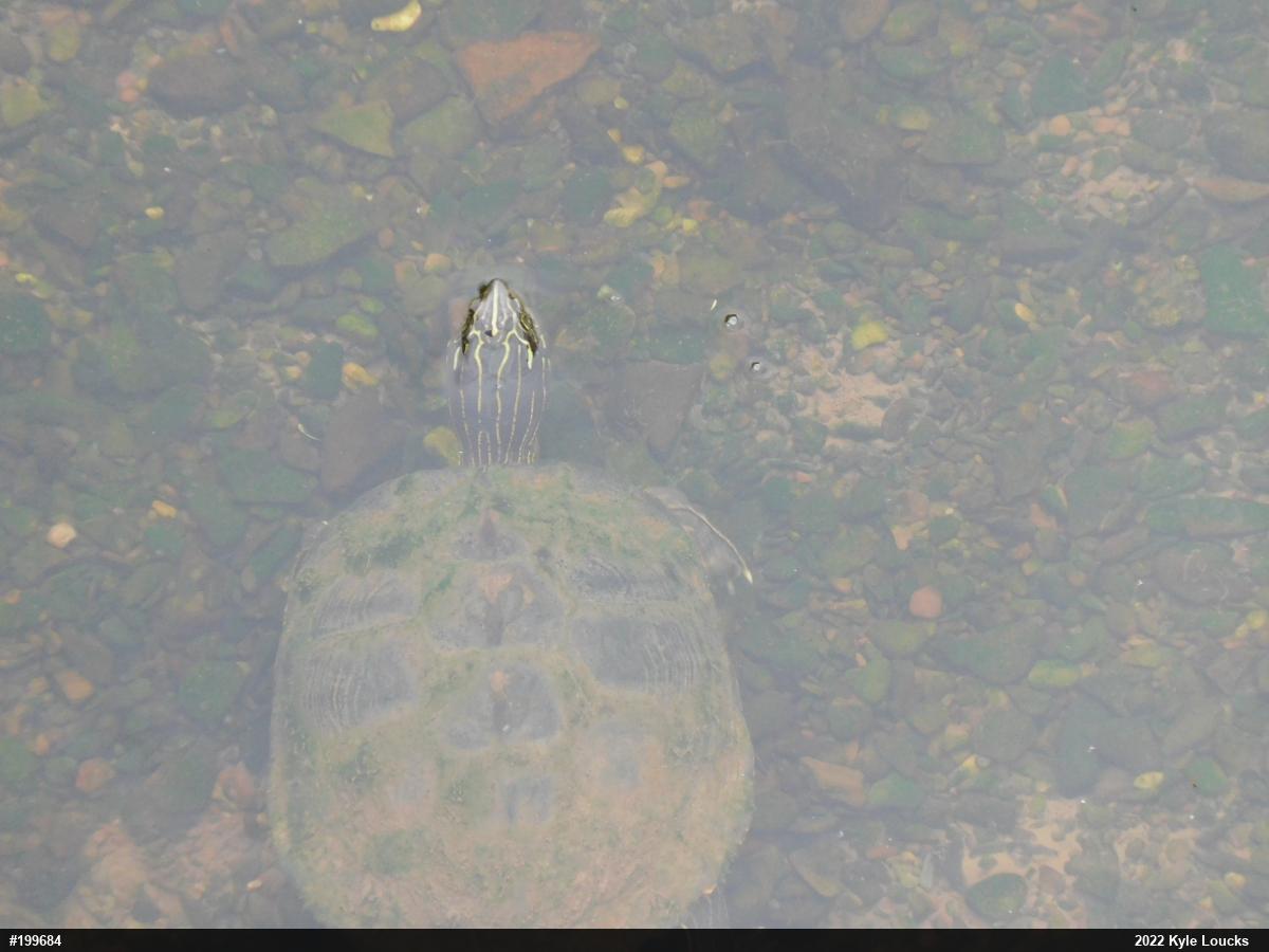 Northern Map Turtle