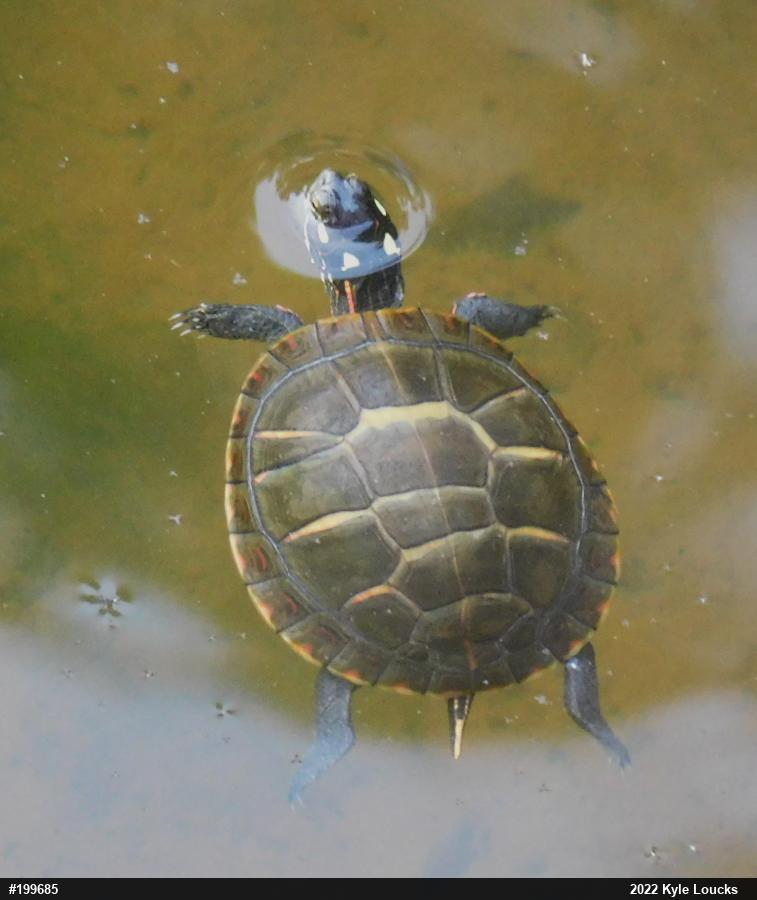 Painted Turtle
