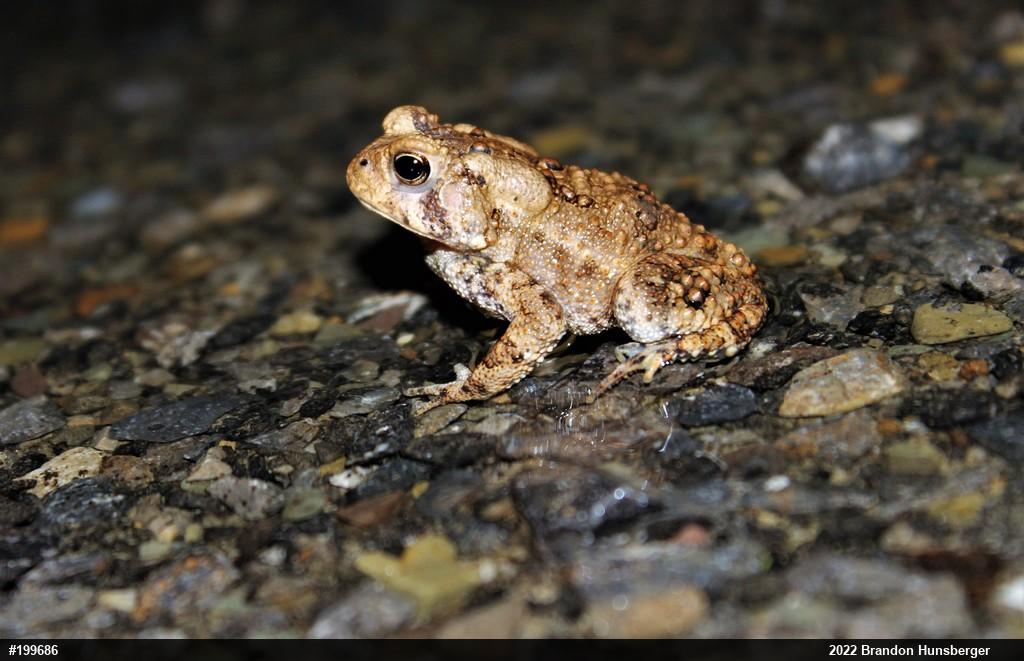 Eastern American Toad