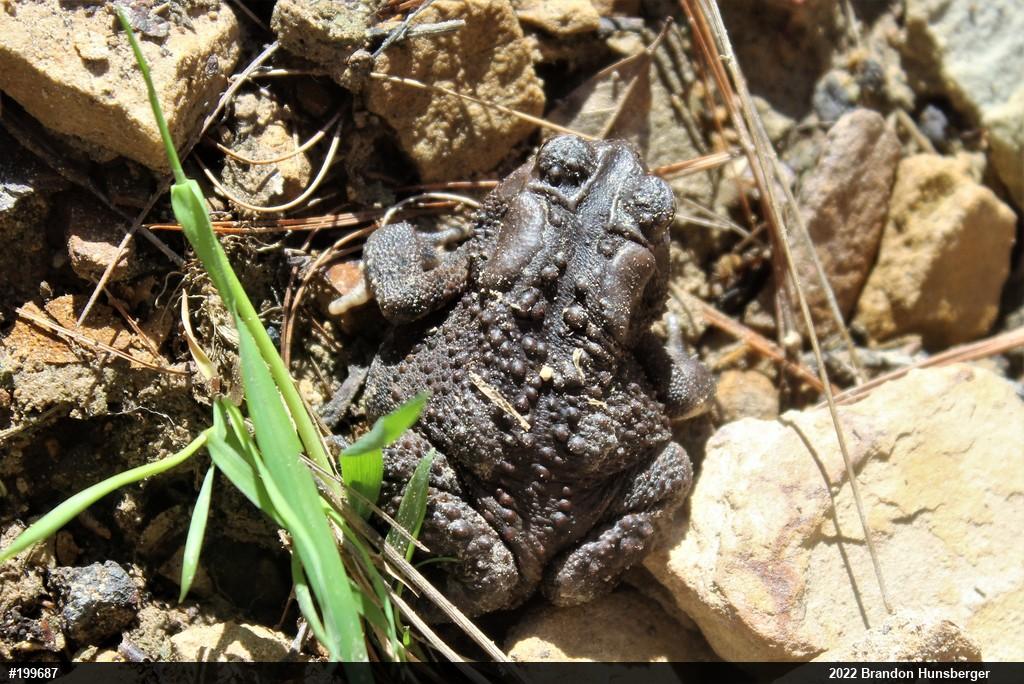 Eastern American Toad
