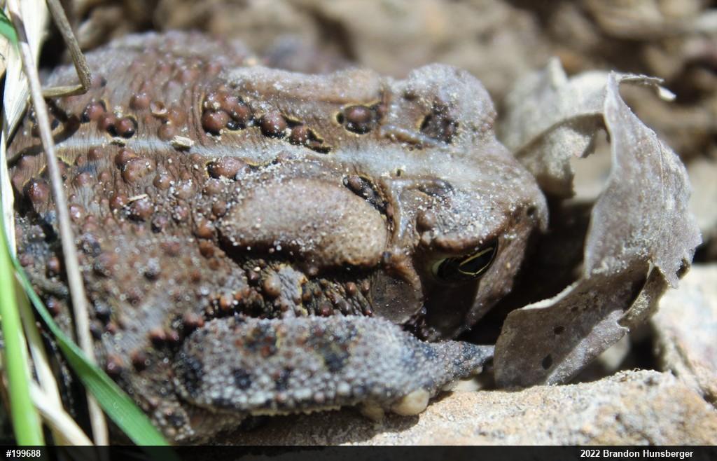 Eastern American Toad