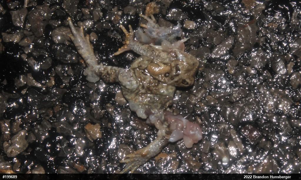 Eastern American Toad