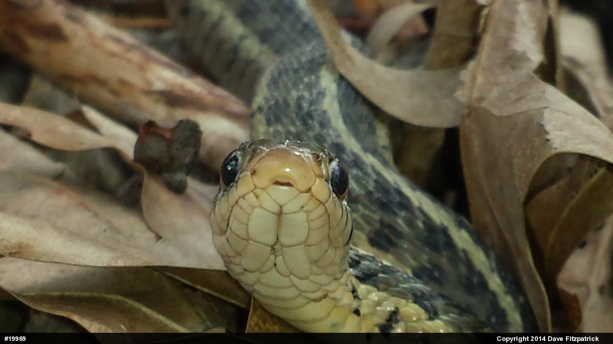 Eastern Gartersnake