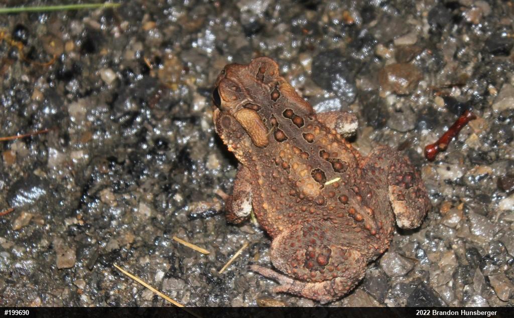 Eastern American Toad