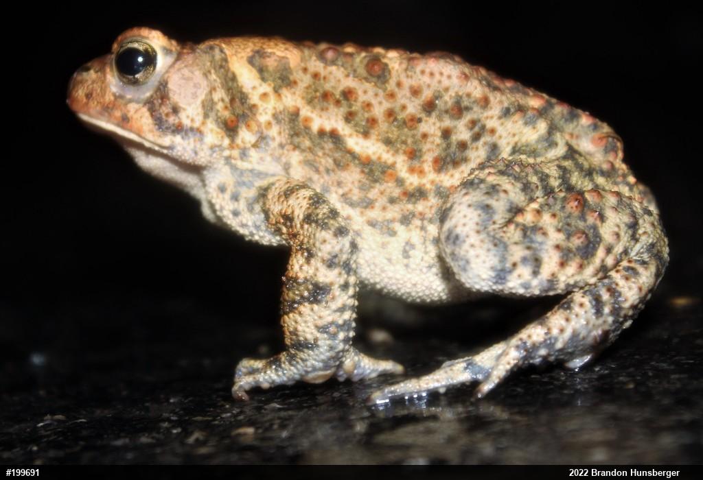 Eastern American Toad