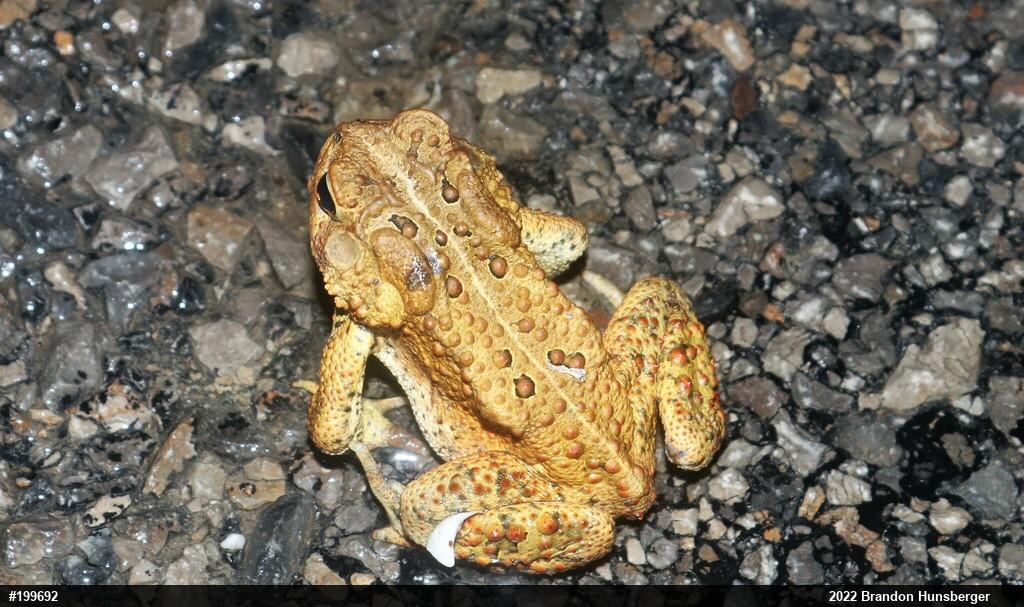 Eastern American Toad