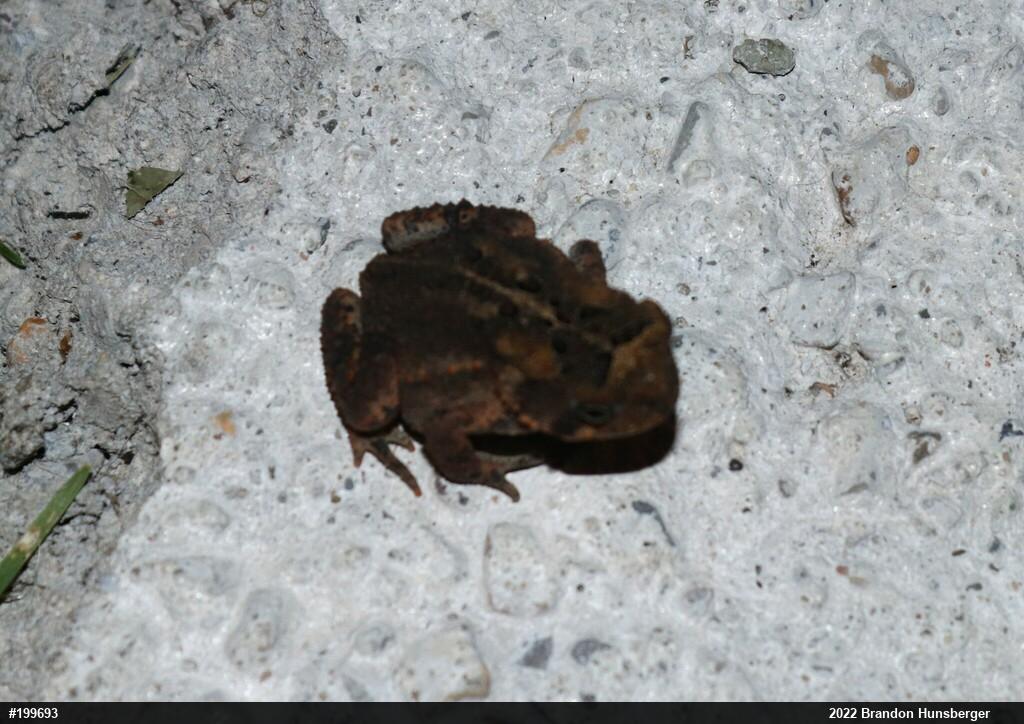 Eastern American Toad