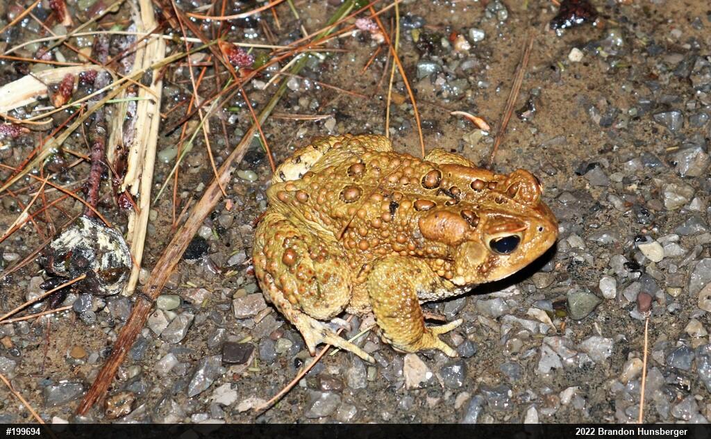 Eastern American Toad