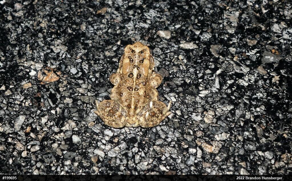 Eastern American Toad