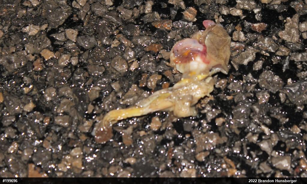 Spring Peeper