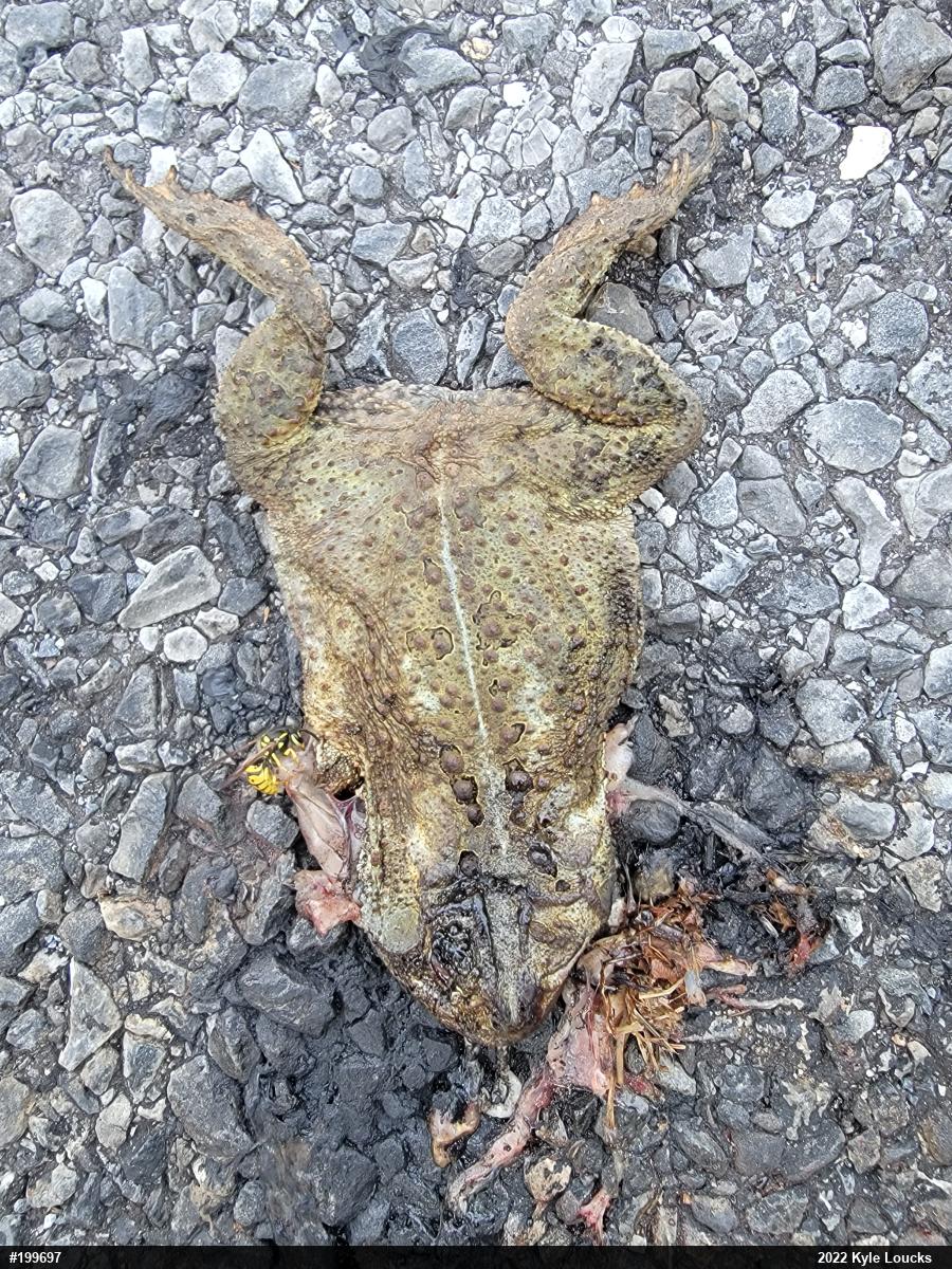Eastern American Toad