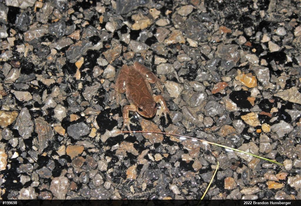 Spring Peeper