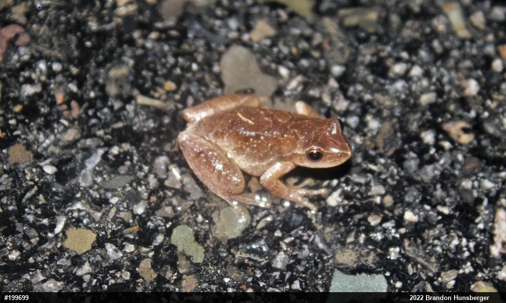 Spring Peeper
