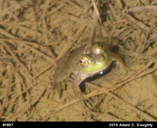 American Bullfrog