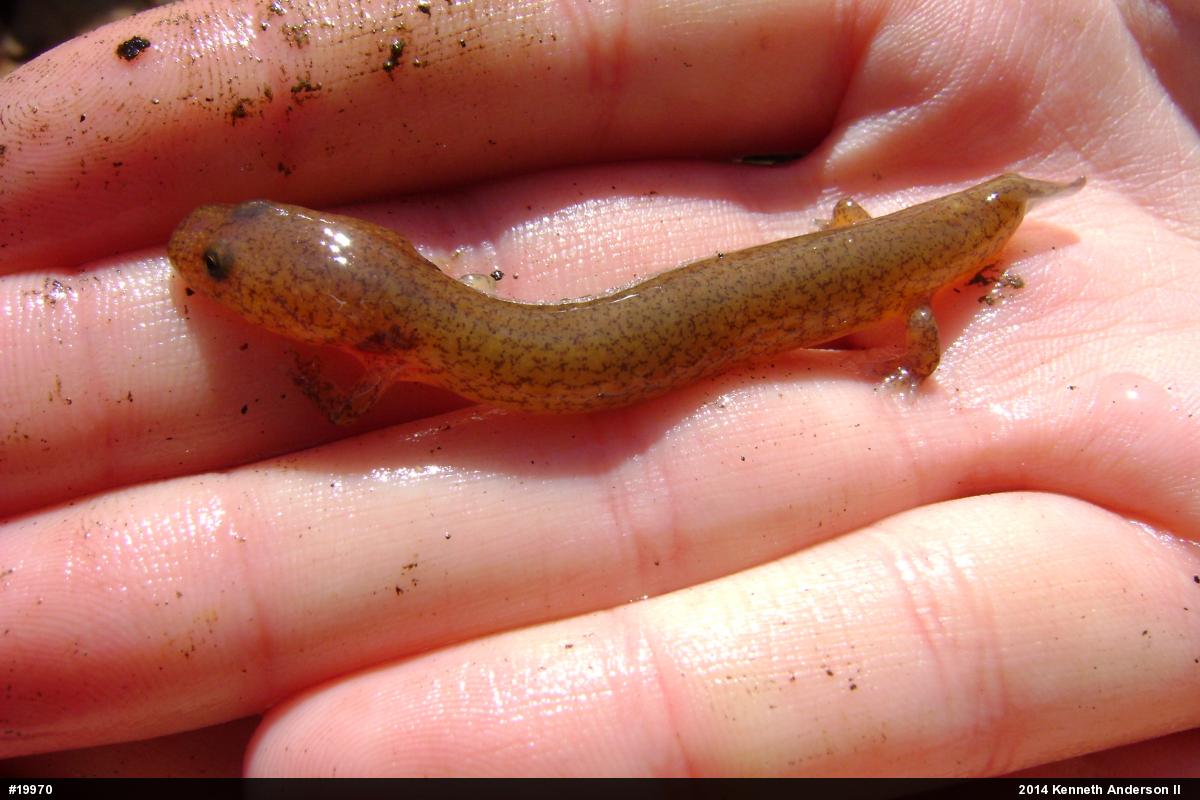 Northern Spring Salamander