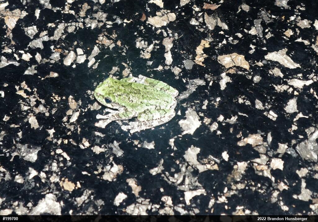 Unknown Gray Treefrog