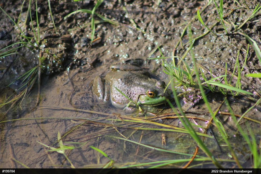 American Bullfrog