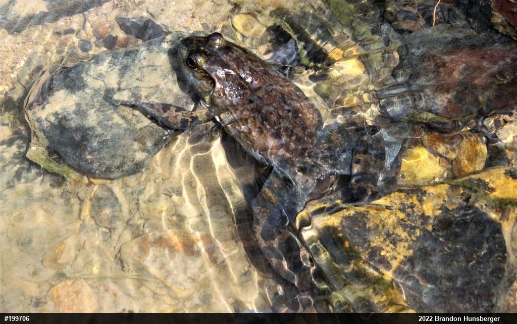 American Bullfrog