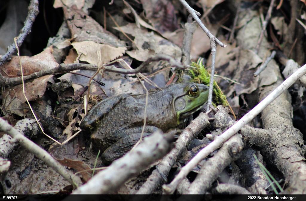 American Bullfrog