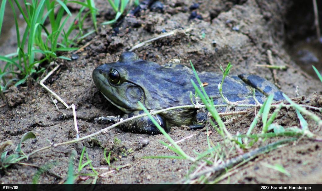American Bullfrog