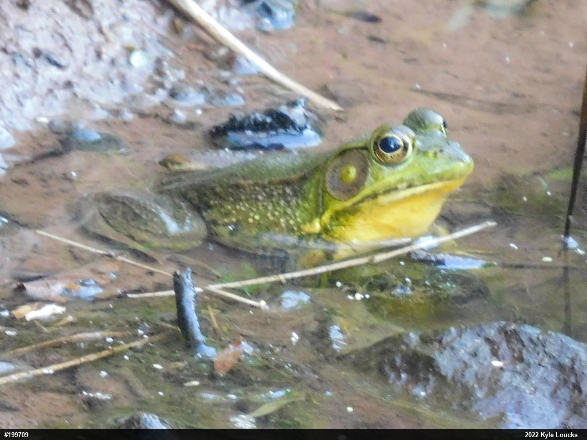 Green Frog