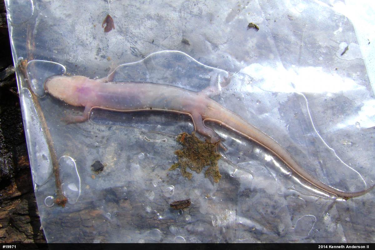 Allegheny Mountain Dusky Salamander