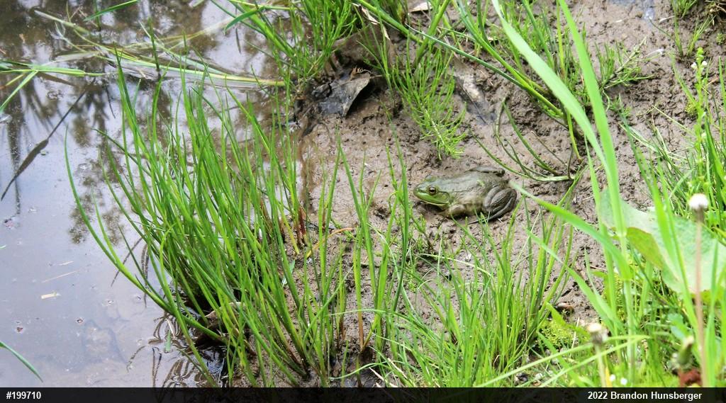 American Bullfrog
