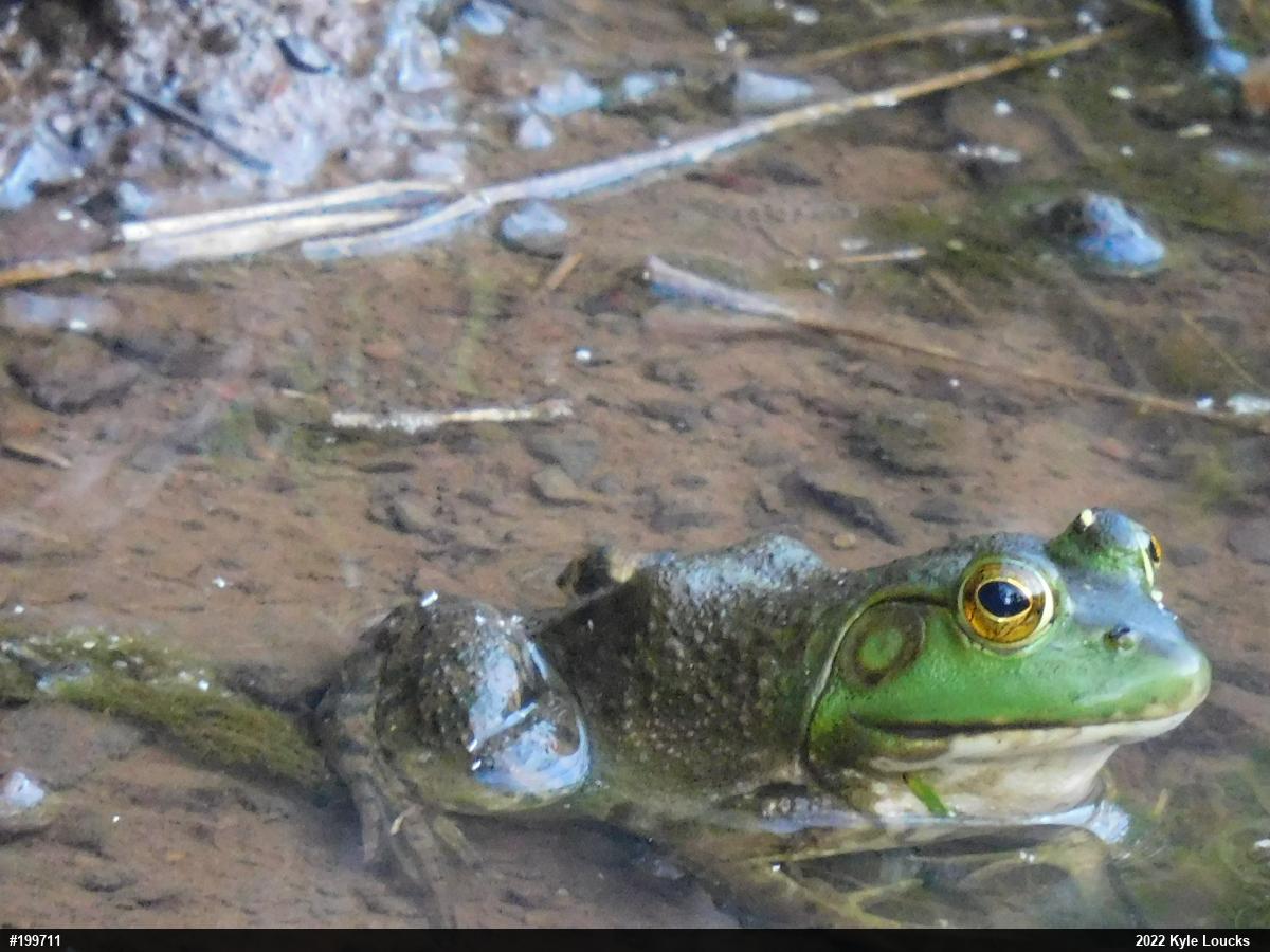 American Bullfrog