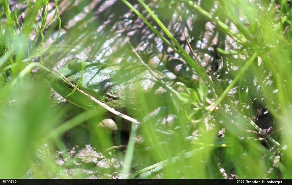 American Bullfrog
