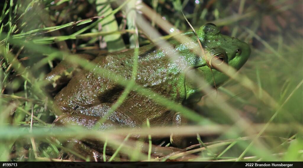 American Bullfrog