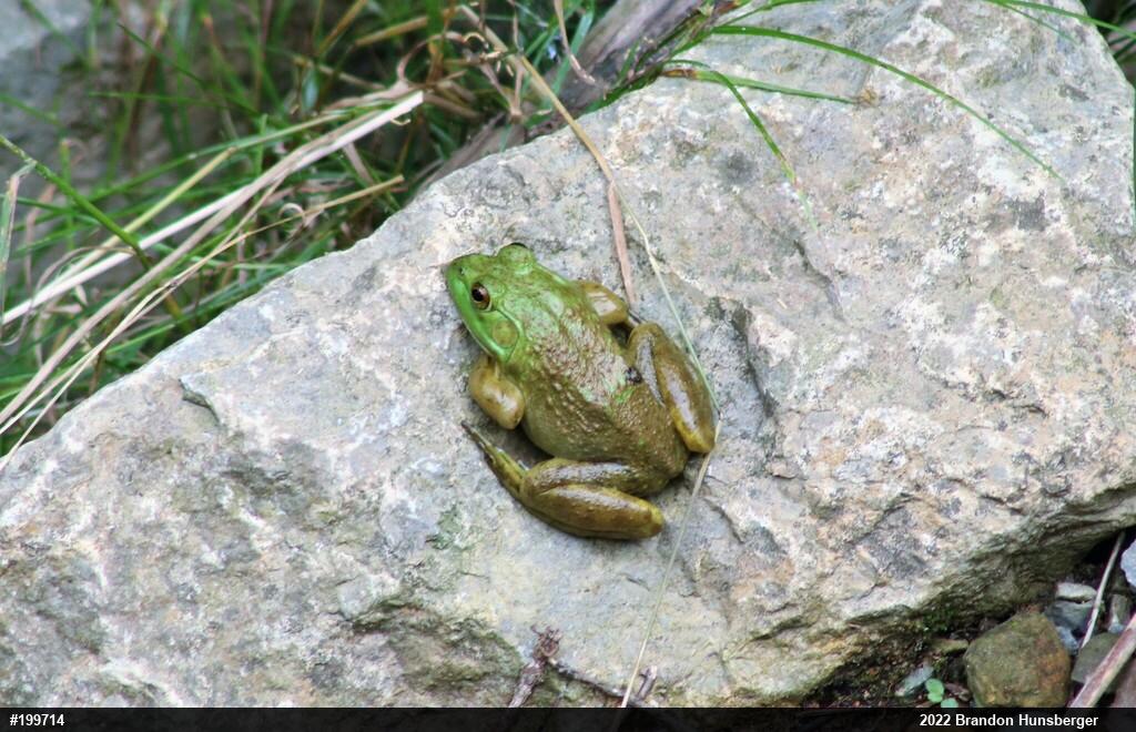 American Bullfrog